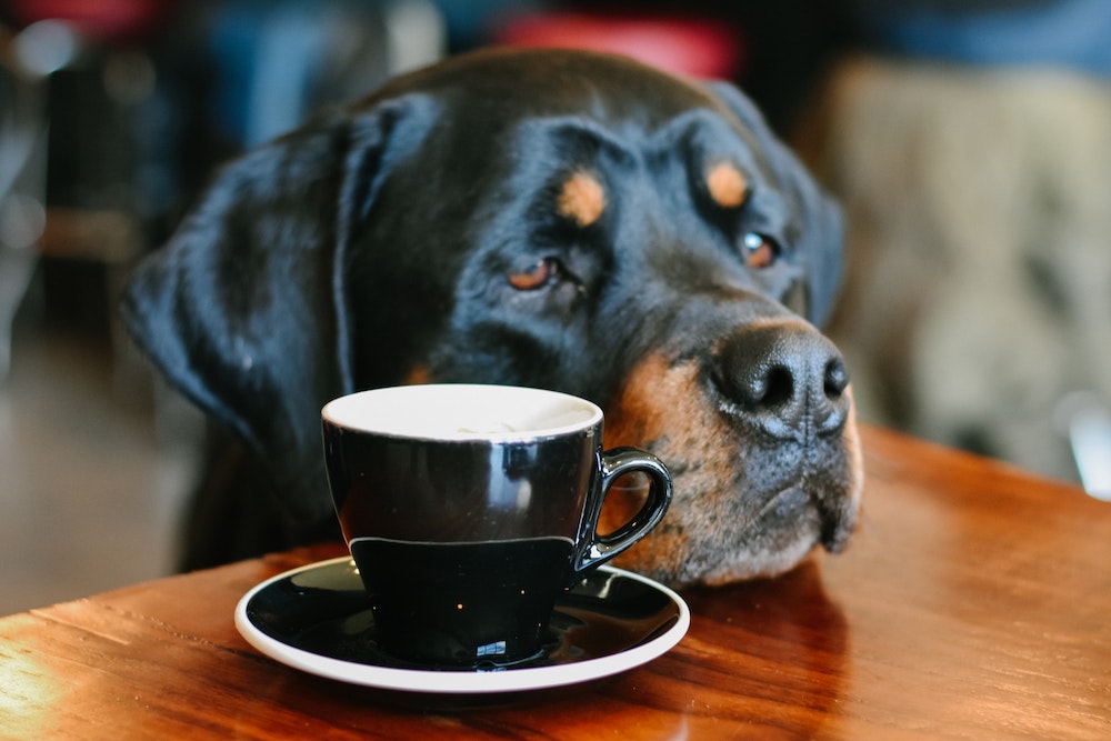 Can Dogs & Cats Drink Coffee? How to Keep Your Pet Safe!