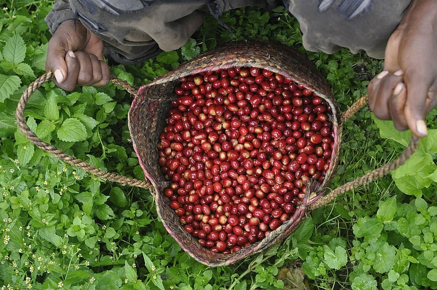 Fresh coffee cherries Ethiopia