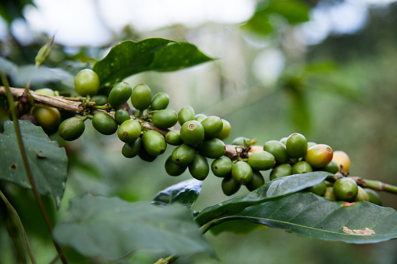 5 Best Nicaraguan Coffee Brands 2026 - Reviews & Top Picks