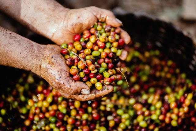 6 Best Fair Trade Coffee Brands 2026 — Guide & Top Picks