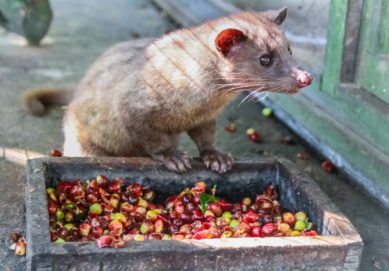 What Is Kopi Luwak? The Disturbing Story of Cat Poop Coffee