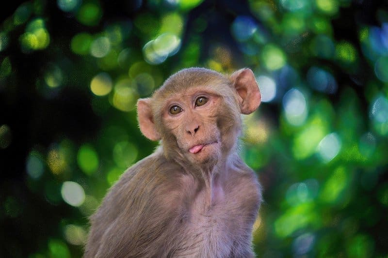 What Is Monkey Coffee? Disturbing Facts About This Rare Animal Coffee