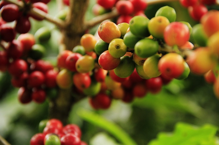 How to Grow a Coffee Plant: Expert Tips & Care Guide