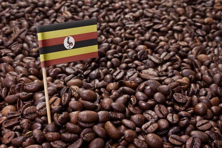 Ugandan Coffee: History, Brewing Tips & Flavors