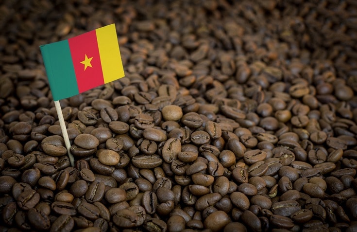 Cameroon Coffee: Amazing History & Flavors
