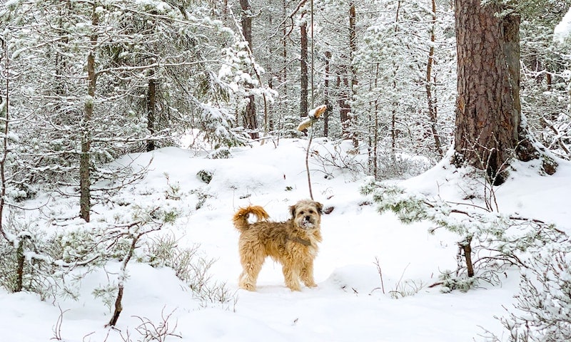 dogs in the snow