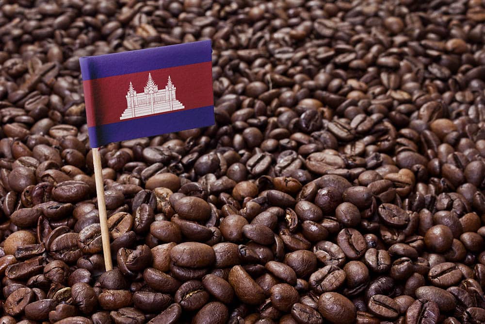 Cambodian Coffee Culture Guide: History, Flavors & Facts