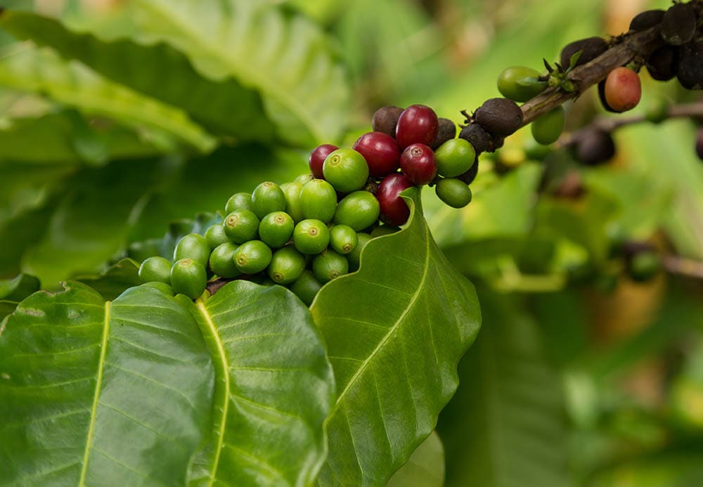 Why Is Kona Coffee So Expensive? Understanding The Cost
