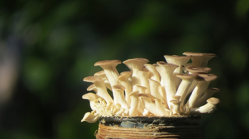 Growing Mushrooms in Coffee Grounds: Expert Tips