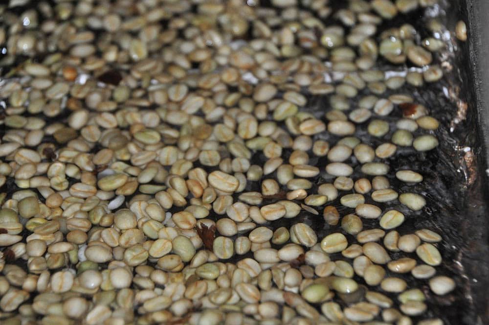 What is Washed Coffee? Comparison With Natural Coffee