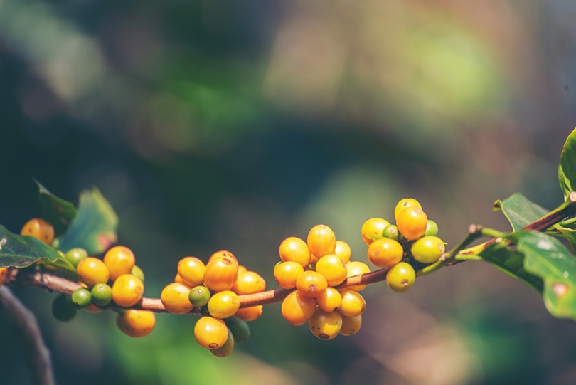 Galapagos Coffee: History, Flavors & Brewing Tips