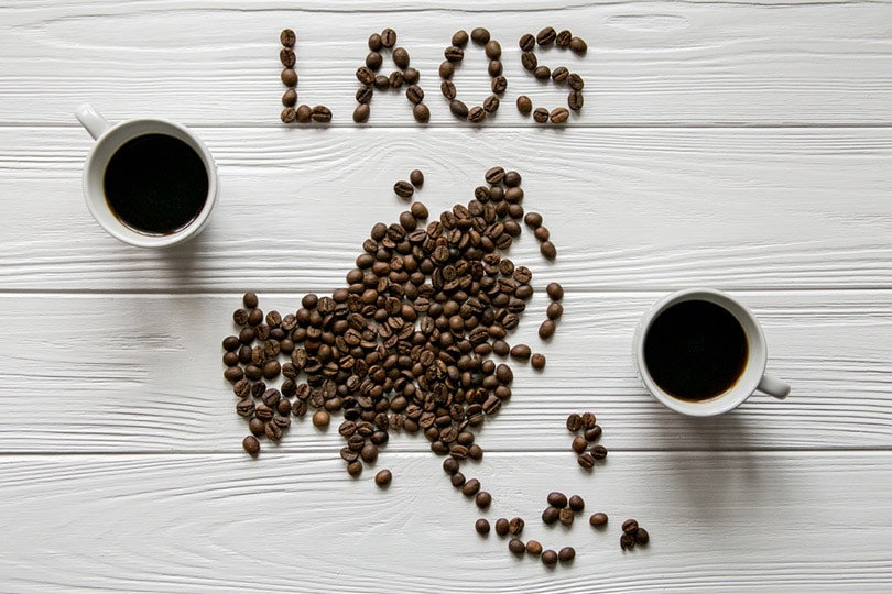 Laos Coffee: Flavors, History, & Brewing Tips