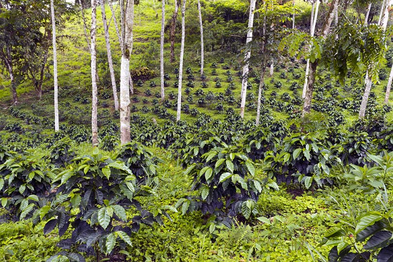 What Does Shade-Grown Coffee Really Mean? (Complete Guide)