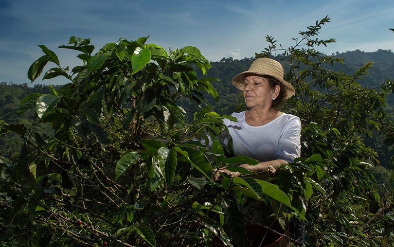 3 Coffee Harvesting Methods Explained (With Pictures)