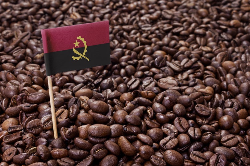 Angola Coffee Guide: History, Flavors & Brewing Tips
