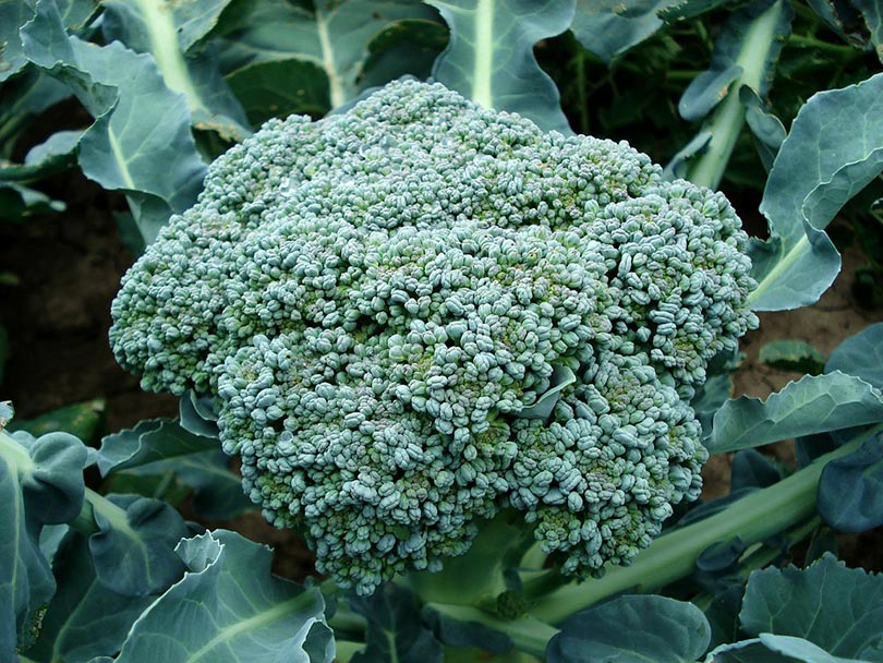 Do Broccoli Plants Like Coffee Grounds? Tips & Facts