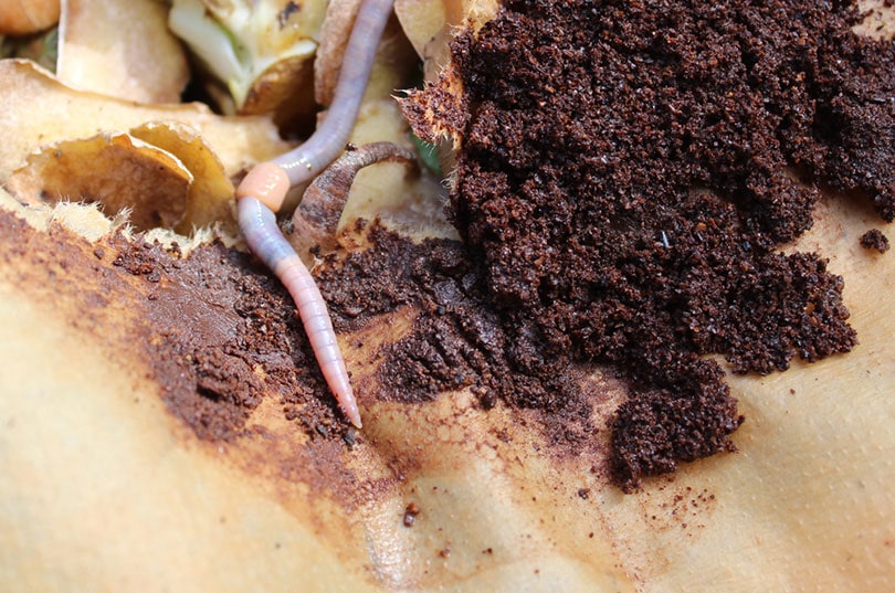 Do Worms Like Coffee Grounds? Advantages & Disadvantages