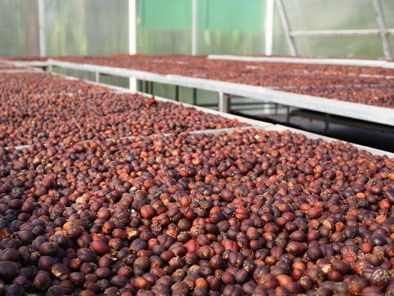 What is Natural Process Coffee? The Delicious Facts