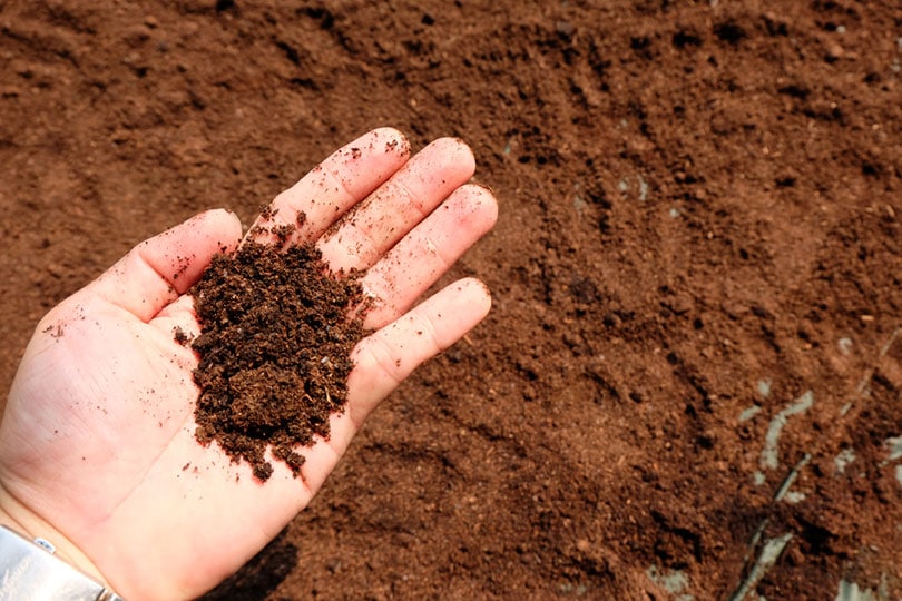 Can Chickens Eat Coffee Grounds? What to Know