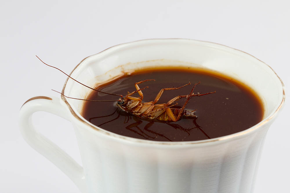 Does Ground Coffee Really Have Cockroaches in It? The Facts & How To Avoid It