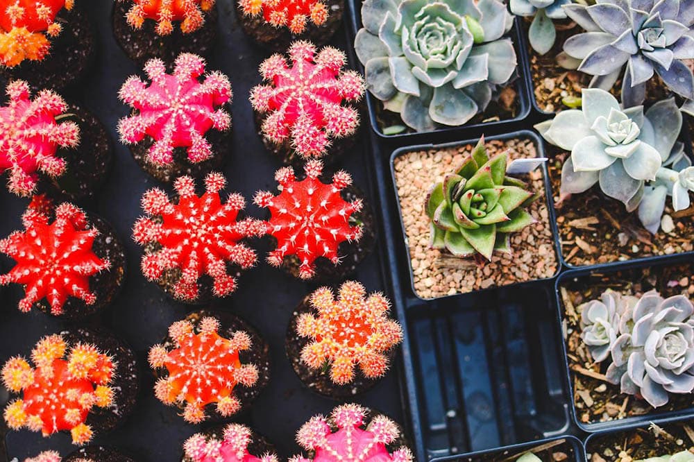 Are Coffee Grounds Good for Succulents? What to Know