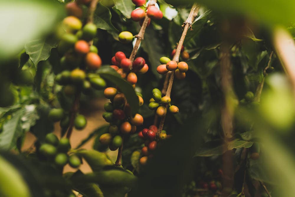 Where Is Arabica Coffee Grown? What to Know!
