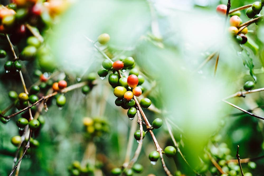 Where Is Coffee Grown in South America? Top 4 Countries