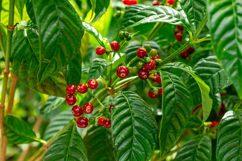 Can You Grow Coffee in Florida? Facts & Tips for the Best Coffee
