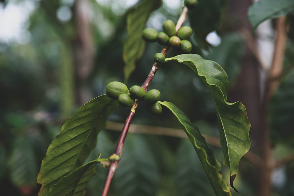 Where Is Robusta Coffee Grown? What to Know!