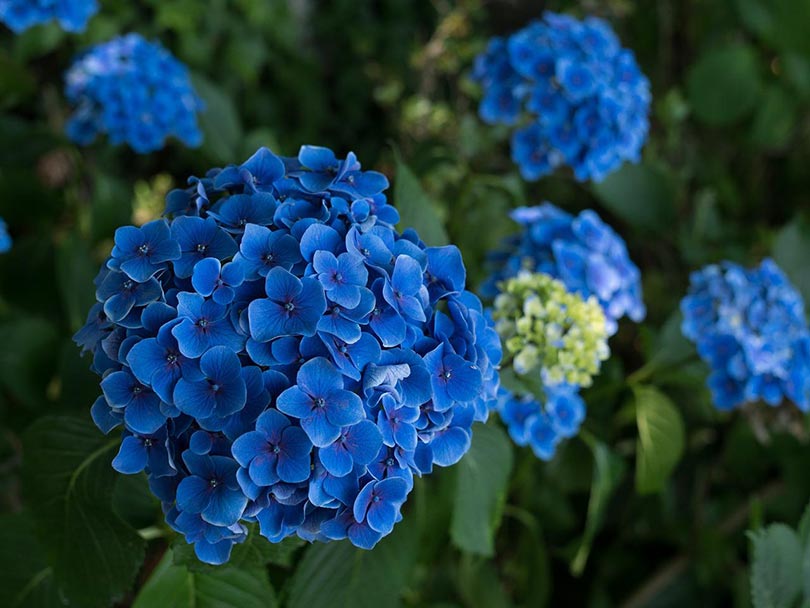 Are Coffee Grounds Good for Hydrangeas? What to Know