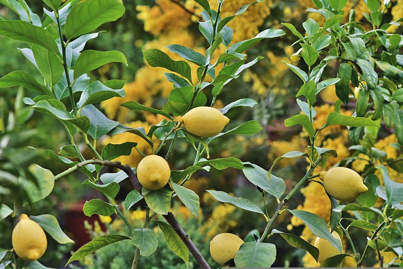 Are Coffee Grounds Good for Lemon Trees? What to Know!