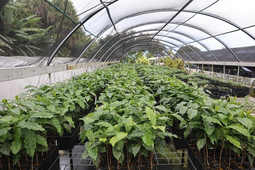 Growing Coffee in a Greenhouse: What You Need to Know
