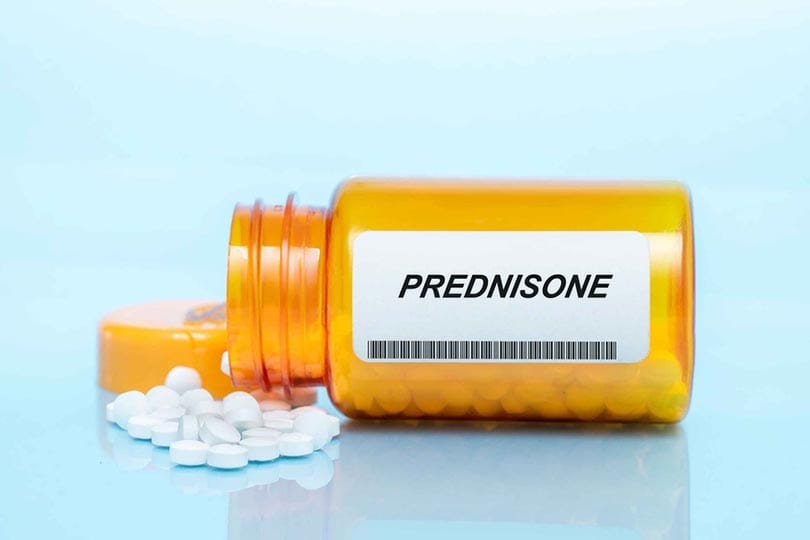 Can You Drink Coffee While Taking Prednisone? What to Know