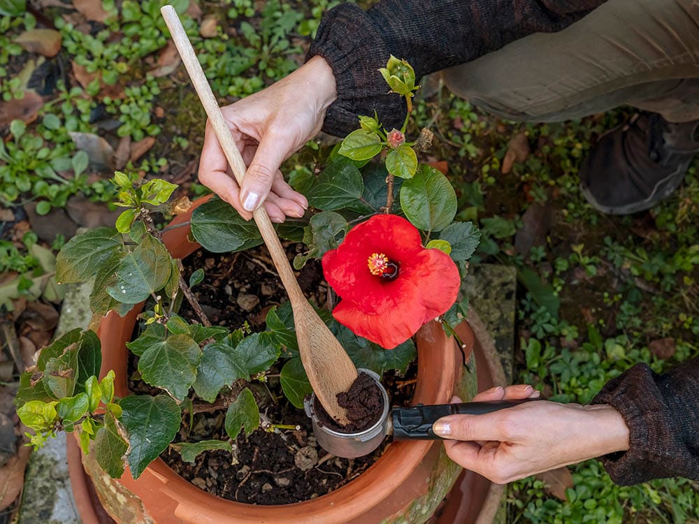 Are Coffee Grounds Good for Flowers? Helpful Gardening Tips