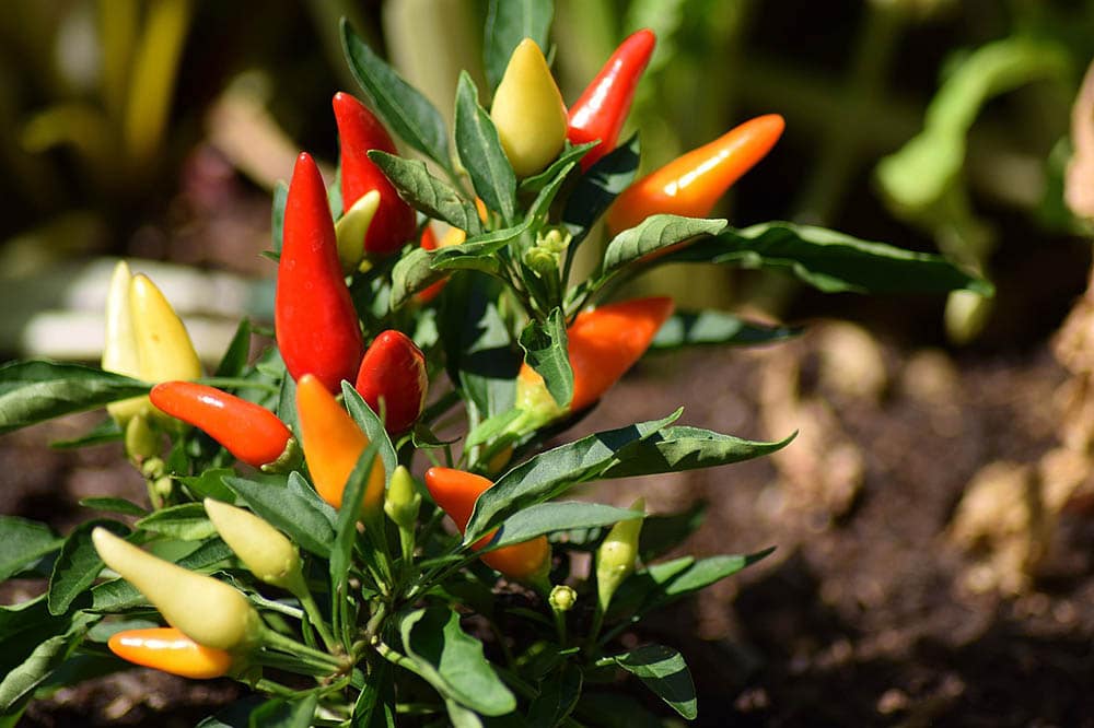 Are Coffee Grounds Good for Pepper Plants? Gardening Tips