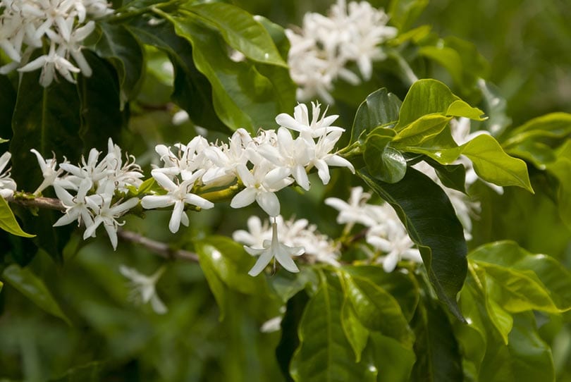 Do Coffee Plants Flower? Coffee Growing Facts to Know