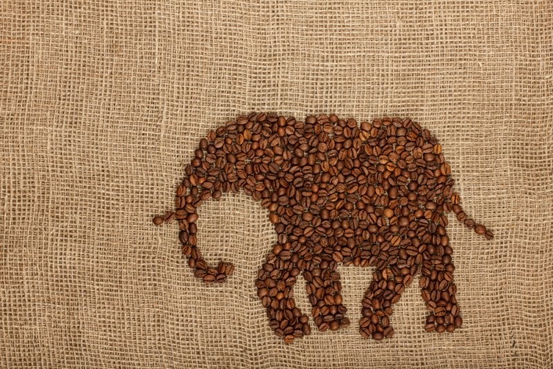 What Is Black Ivory Coffee? Elephant Poop Coffee Ethics, Price & More