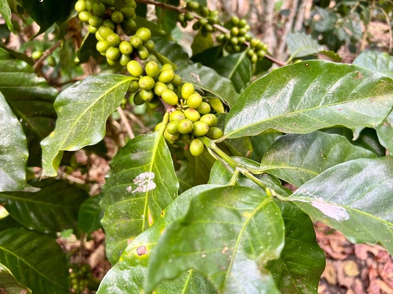 unripe green coffee cherries growing on coffee plant