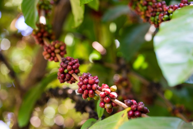 Excelsa Coffee Beans: Facts, Flavors & Pictures